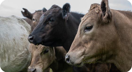 Livestock